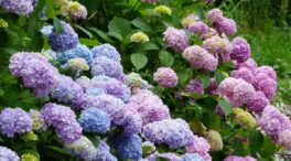 Ni en Andalucía ni en Castilla y León: las cuatro regiones donde no puedes plantar hortensias