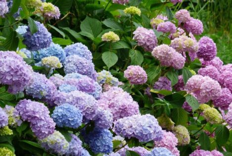 Ni en Andalucía ni en Castilla y León: las cuatro regiones donde no puedes plantar hortensias