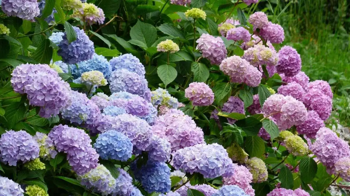 Ni en Andalucía ni en Castilla y León: las cuatro regiones donde no puedes plantar hortensias