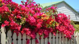 Una rama de buganvilla, ajo y arroz: el truco casero para llenar de flores el jardín de tu casa