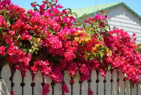 Una rama de buganvilla, ajo y arroz: el truco casero para llenar de flores el jardín de tu casa