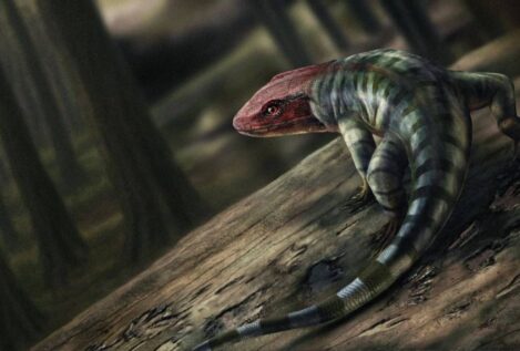 Descubren las huellas de reptil más antiguas conocidas