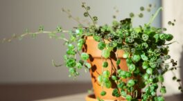 Soy experta en jardinería y este es el mejor lugar para colocar la Peperomia en tu casa