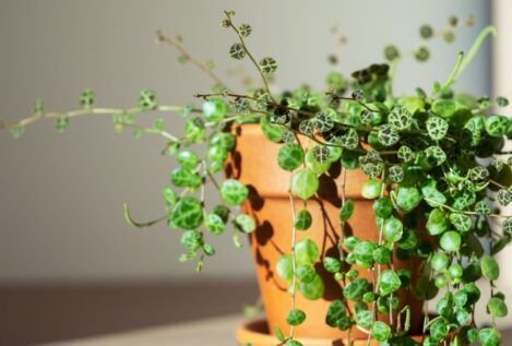 Soy experta en jardinería y este es el mejor lugar para colocar la Peperomia en tu casa