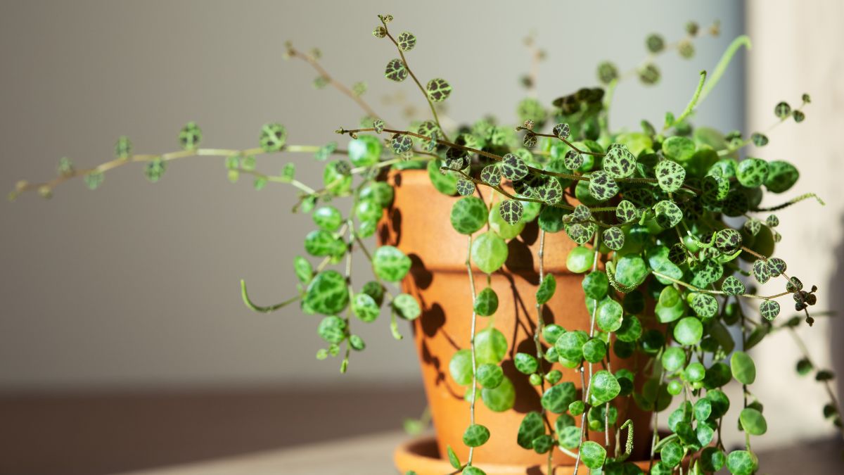 Soy experta en jardinería y este es el mejor lugar para colocar la Peperomia en tu casa