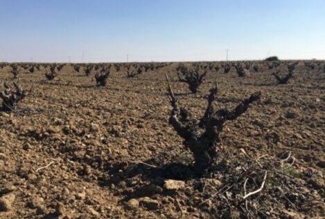 Cinco zonas vinícolas, cinco tipos de suelo y cinco vinos