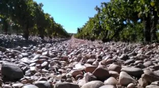 Seis vinos de Rueda con presencia, justo precio y buena prensa