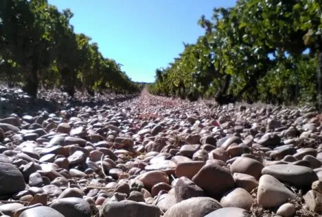 Seis vinos de Rueda con presencia, justo precio y buena prensa