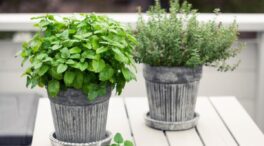 Menta, citronela y melisa: ¡las plantas que alejan a los mosquitos sin químicos!