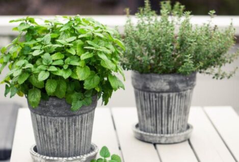 Menta, citronela y melisa: ¡las plantas que alejan a los mosquitos sin químicos!