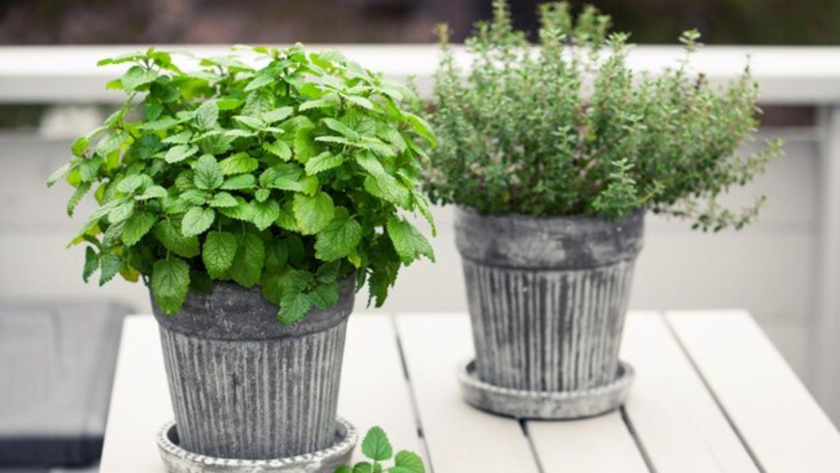 Menta, citronela y melisa: ¡las plantas que alejan a los mosquitos sin químicos!