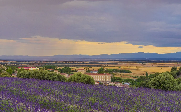 Campos de lavanda  Caleruega | Turismo Burgos