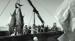 Temporada del atún de almadraba: qué es y dónde disfrutar de este manjar