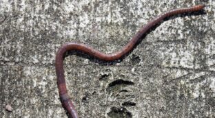 Las lombrices de tierra revelan un mecanismo evolutivo que desafía a Darwin