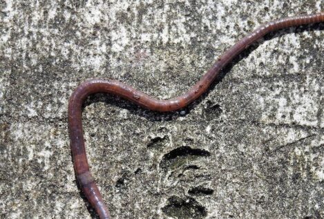 Las lombrices de tierra revelan un mecanismo evolutivo que desafía a Darwin
