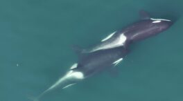 Las orcas se rascan unas a otras con 'herramientas’ de algas