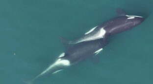 Las orcas se rascan unas a otras con 'herramientas’ de algas
