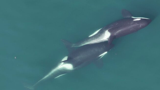 Las orcas se rascan unas a otras con 'herramientas’ de algas