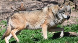 La Junta de Castilla y León exige al Gobierno abordar la situación del lobo ibérico en España