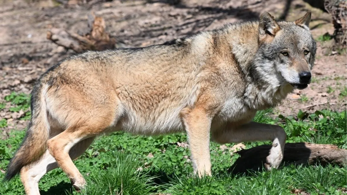 La Junta de Castilla y León exige al Gobierno abordar la situación del lobo ibérico en España
