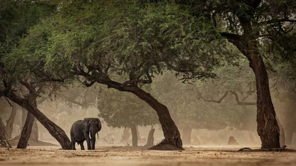 Los humanos conquistaron nuevos hábitats en África antes de salir con éxito del continente