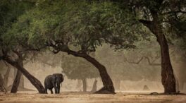Los humanos conquistaron nuevos hábitats en África antes de salir con éxito del continente