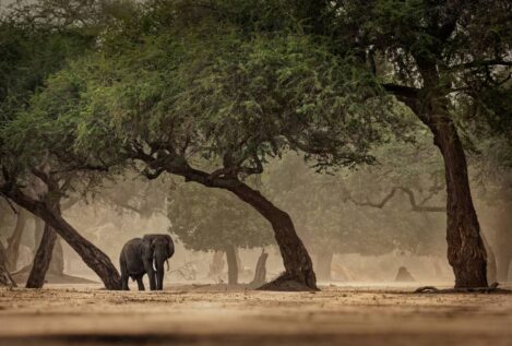 Los humanos conquistaron nuevos hábitats en África antes de salir con éxito del continente