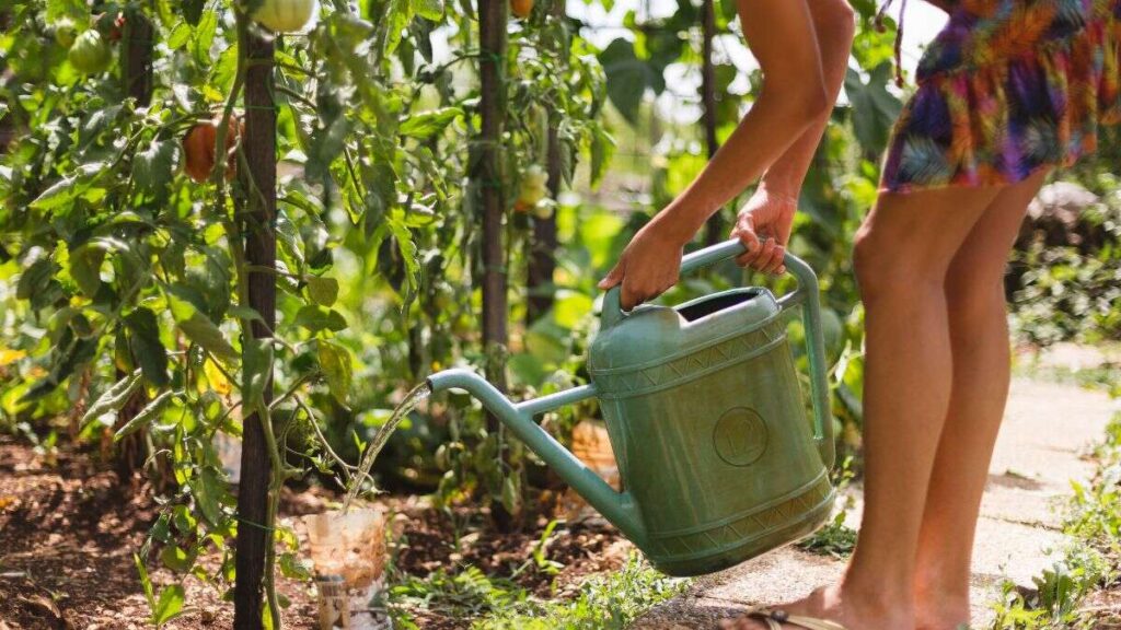 Una chica regando los tomates. Canva