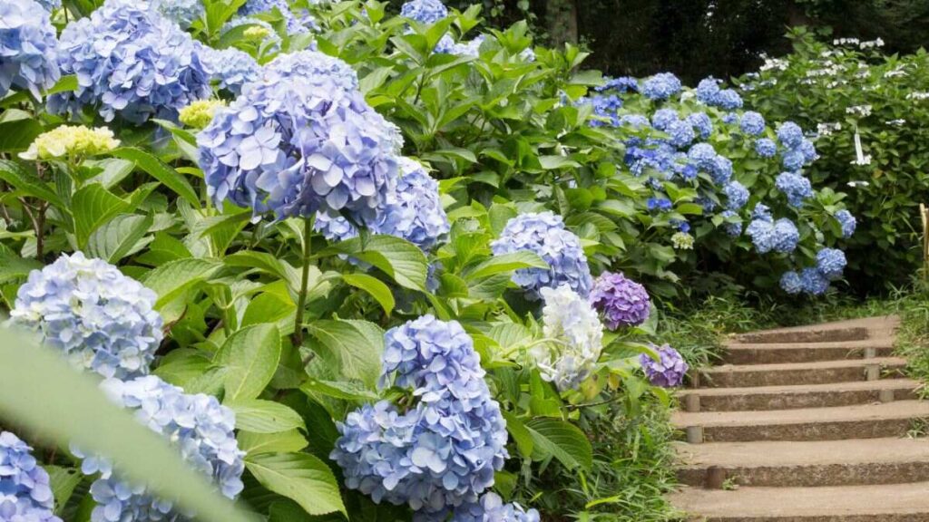 Hortensias: (Canva)