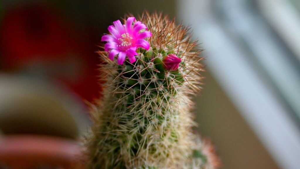 Cactus. Canva