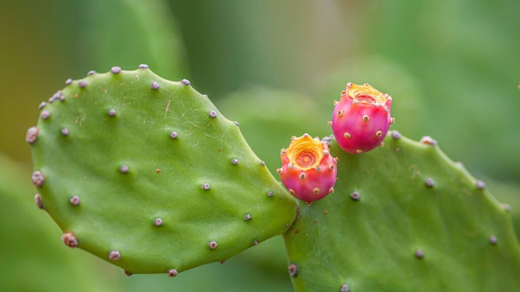 Cactus. Canva