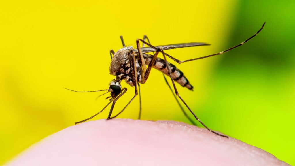 Mosquito: (Canva)