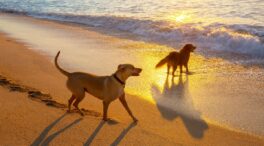 Tres rincones de la Costa Brava donde tu perro puede disfrutar del mar