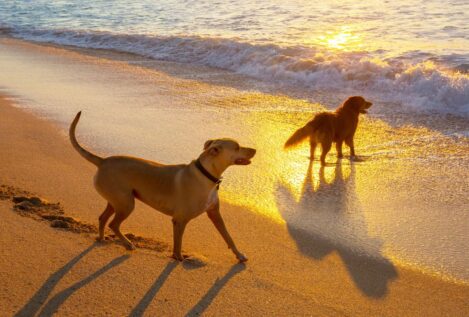 Tres rincones de la Costa Brava donde tu perro puede disfrutar del mar