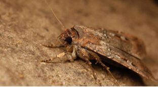 Esta polilla australiana se orienta gracias a las estrellas