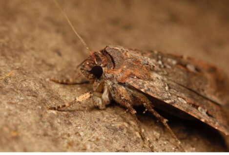 Esta polilla australiana se orienta gracias a las estrellas