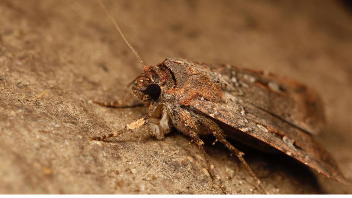 Esta polilla australiana se orienta gracias a las estrellas