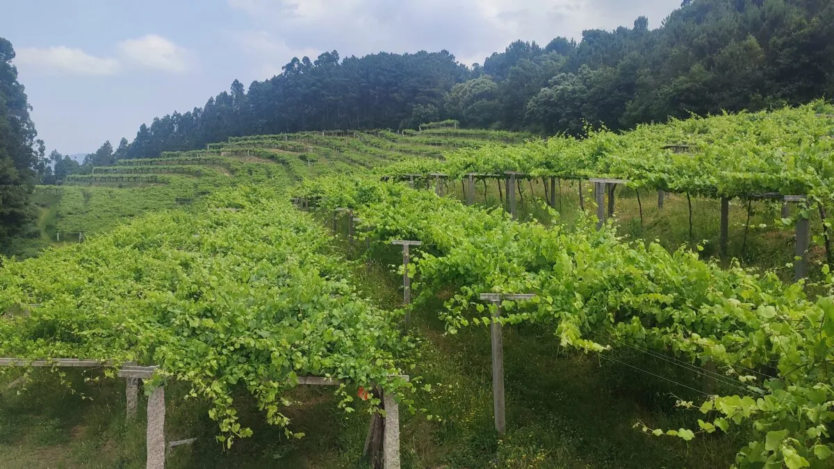 Cinco vinos de albariño en buen momento de forma