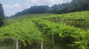 Cinco vinos de albariño en buen momento de forma