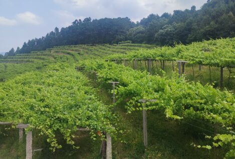 Cinco vinos de albariño en buen momento de forma