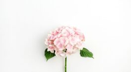 El secreto del crecimiento de tus hortensias: abono natural en menos de 30 días