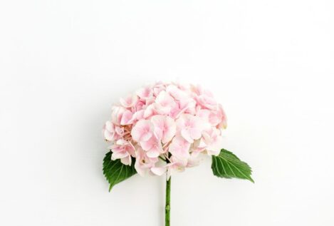 El secreto del crecimiento de tus hortensias: abono natural en menos de 30 días