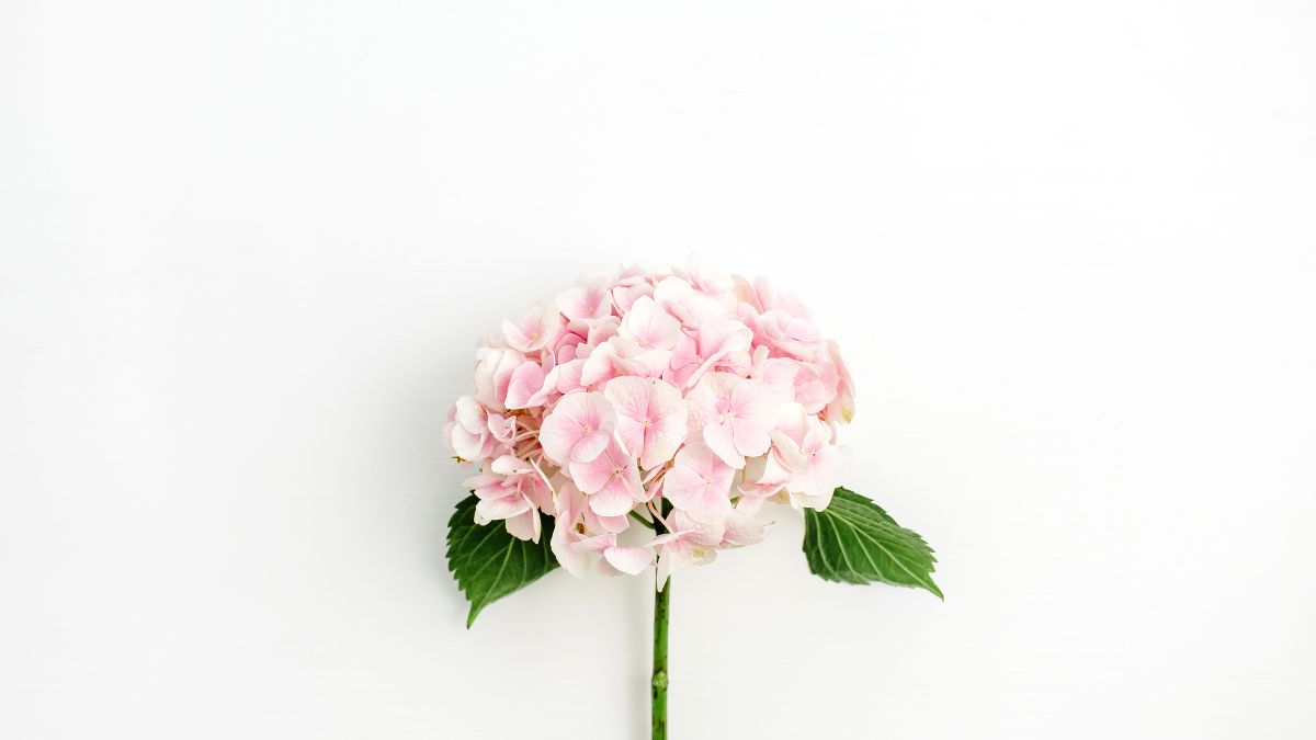 El secreto del crecimiento de tus hortensias: abono natural en menos de 30 días