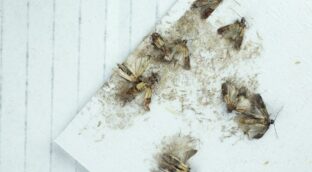 Adiós a las polillas con este truco casero sin químicos