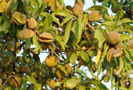 El Gobierno otorga ayudas de 18,7 millones a los agricultores afectados por la sequía