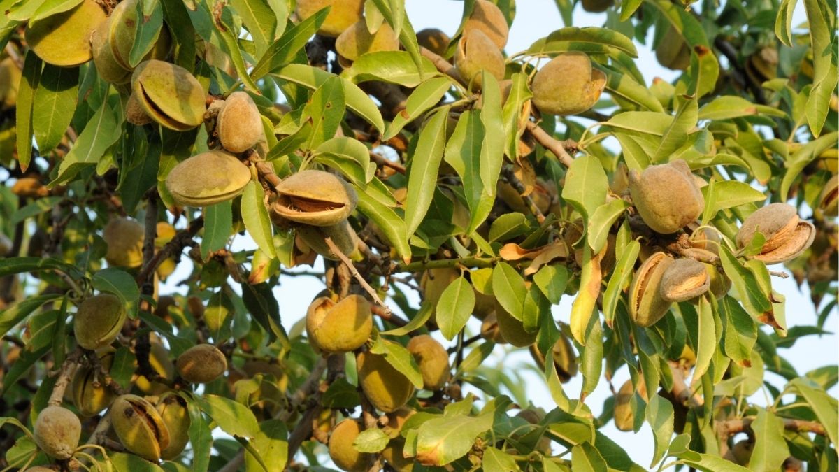 El Gobierno otorga ayudas de 18,7 millones a los agricultores afectados por la sequía