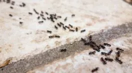 Agua hirviendo y tierra de diatomeas: el remedio casero para eliminar hormigueros en casa