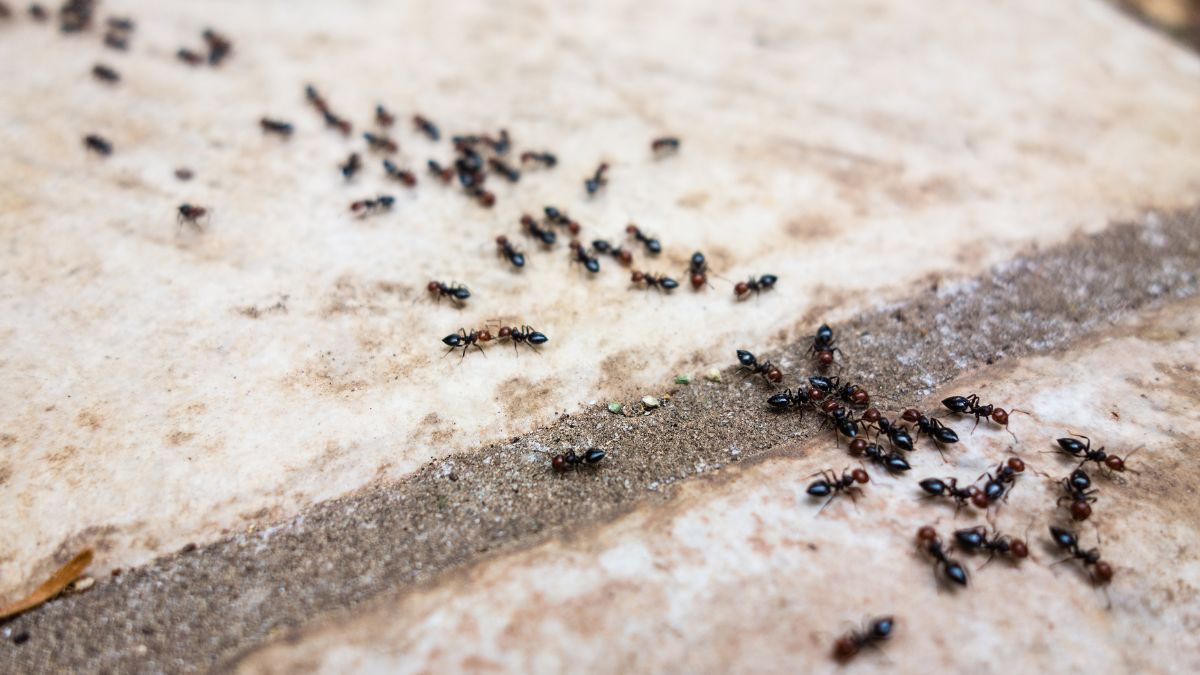 Agua hirviendo y tierra de diatomeas: el remedio casero para eliminar hormigueros en casa