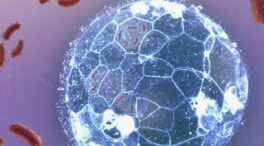 Los embriones pueden eliminar infecciones  antes de formar su sistema inmunitario