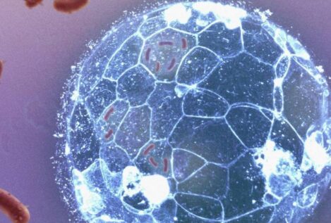Los embriones pueden eliminar infecciones  antes de formar su sistema inmunitario